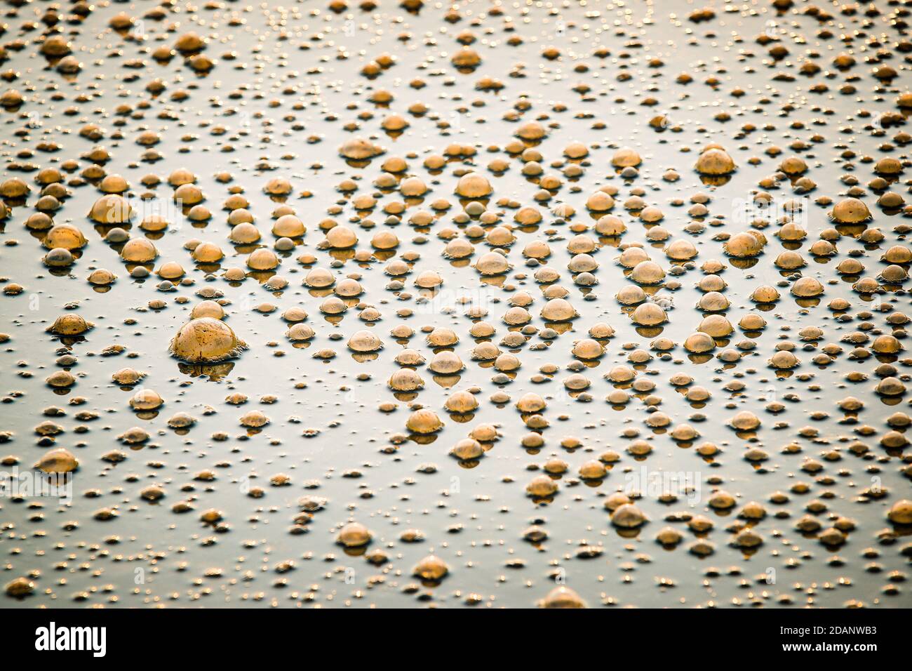 Polution In The River Medway With Bubbles From The Dirty Water That has Been Poluted Over The Years Stock Photo