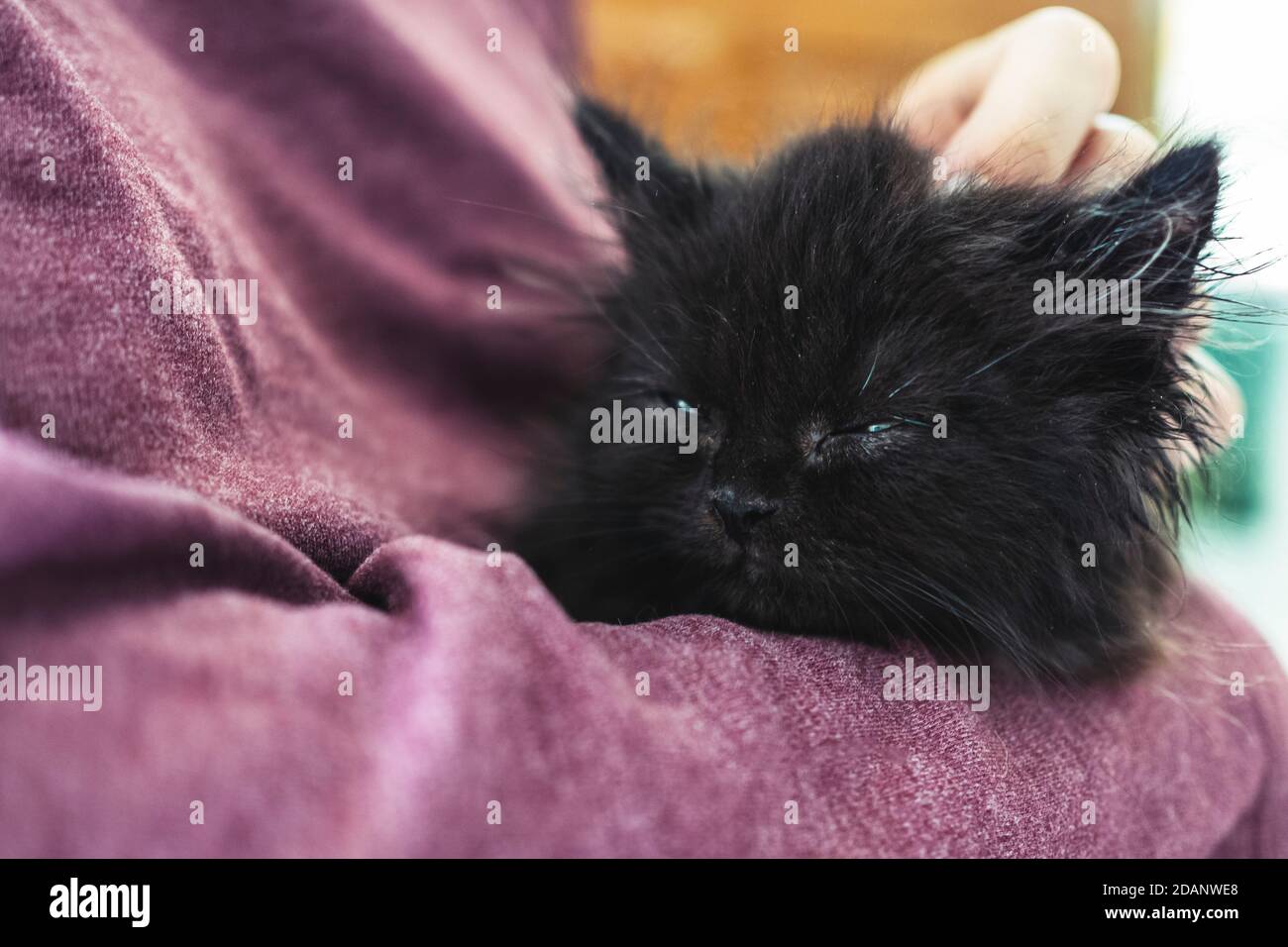 woman hold new adorable kitten to health check and vaccine at veterinary. owner petting kitten head and holding sleeping sick cat waiting for the doct Stock Photo