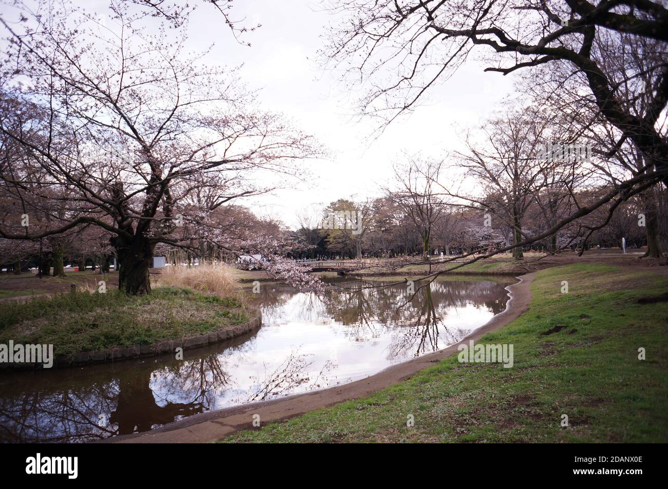 Tokyo Yoyogi Park with cherry blossoms Stock Photo