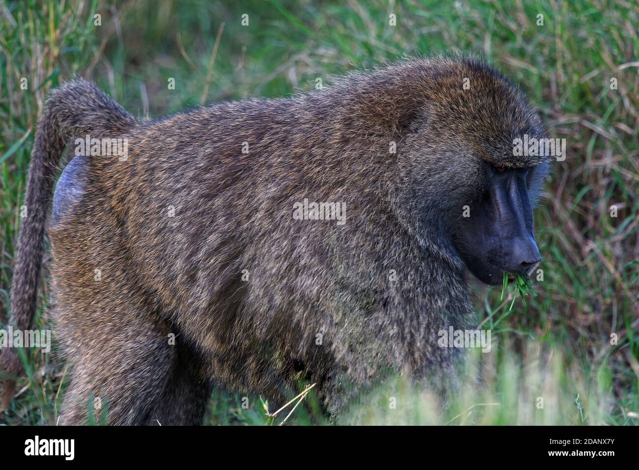 Olive baboon eating grass, close-up, Papiocynocephalus anubis, Old World Monkey, primate, wildlife, animal, nature, Serengeti National Park, Tanzania, Stock Photo