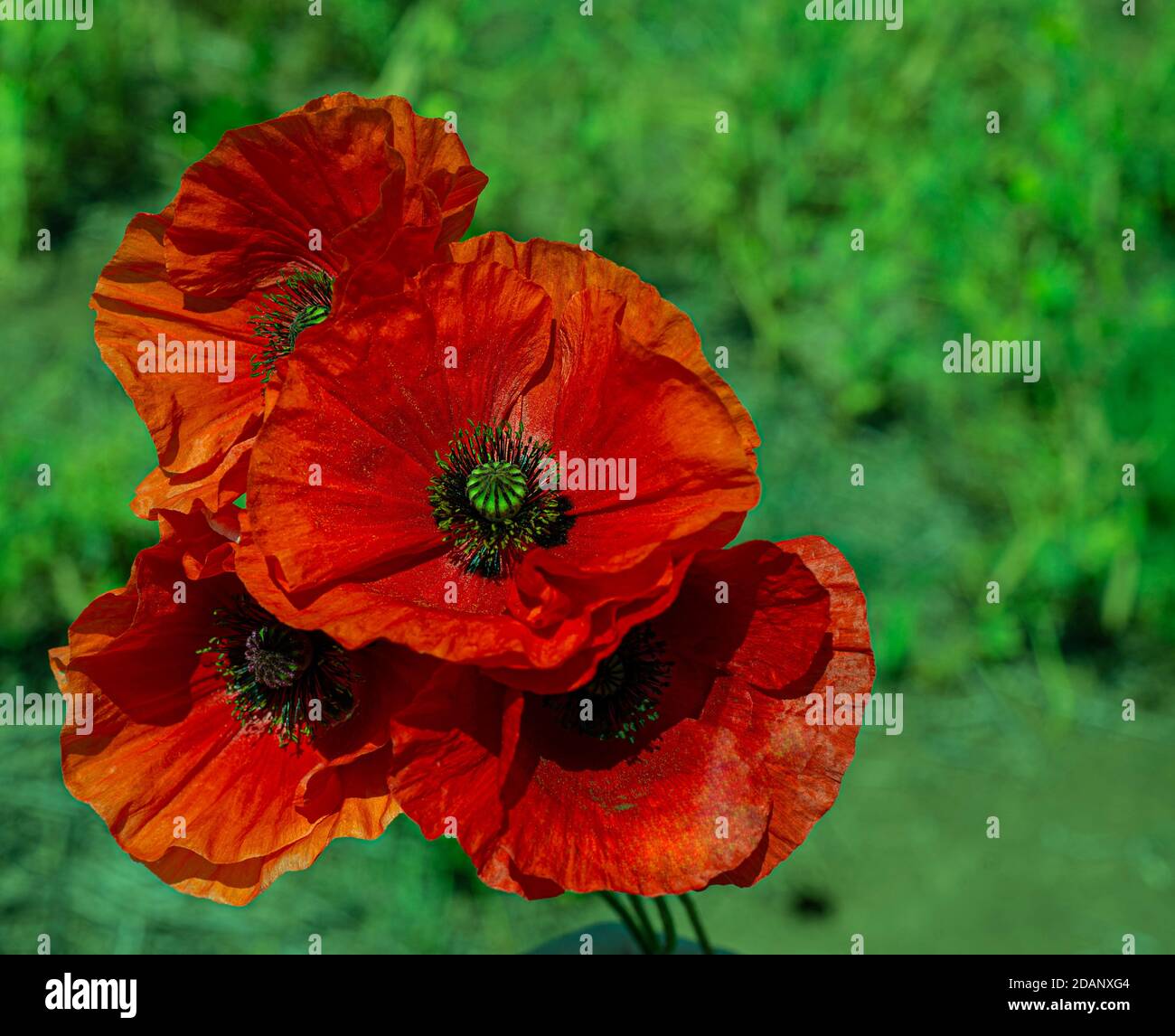 Flower Painting Ideas High Resolution Stock Photography And Images Alamy