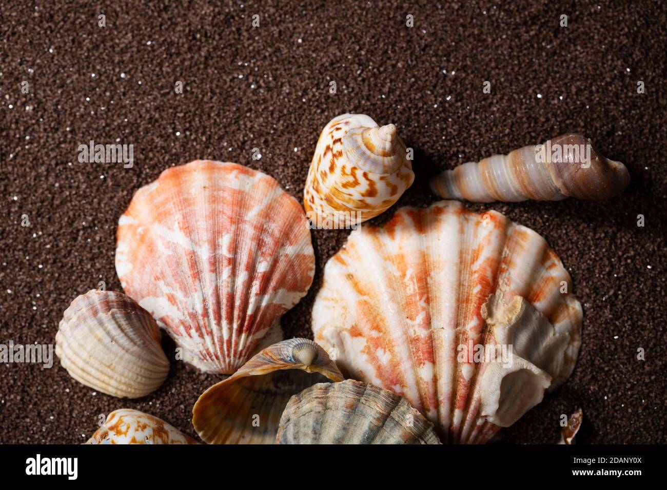 Summer concept sea shells hi-res stock photography and images - Alamy