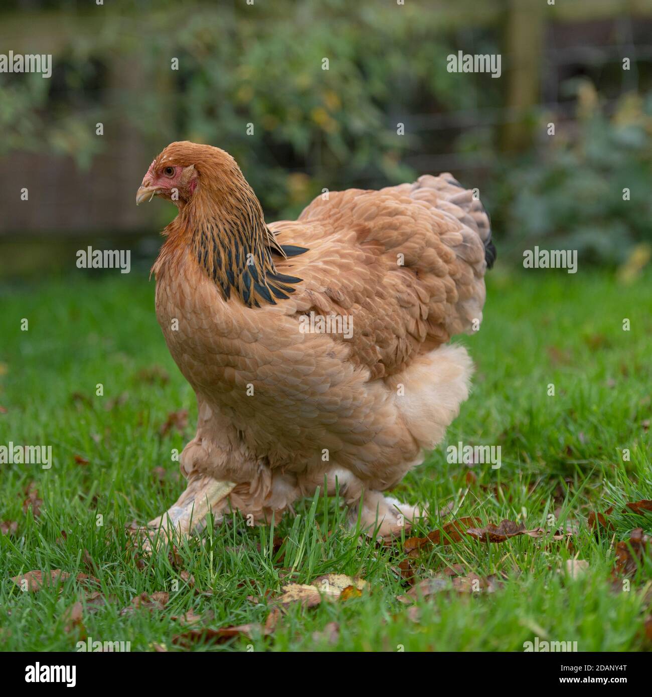 Brahma chicken Stock Photo