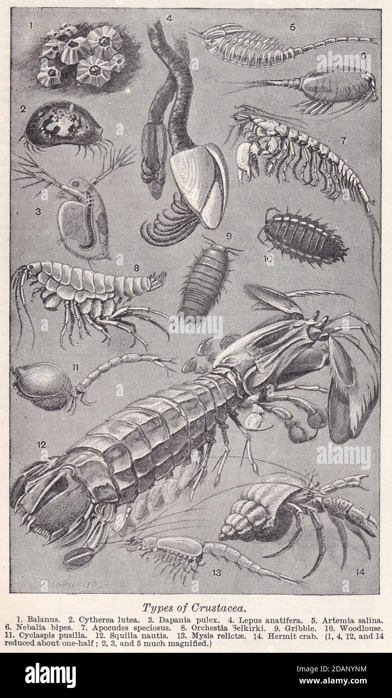 Types of Crustacea - 1900s Illustrations. Stock Photo