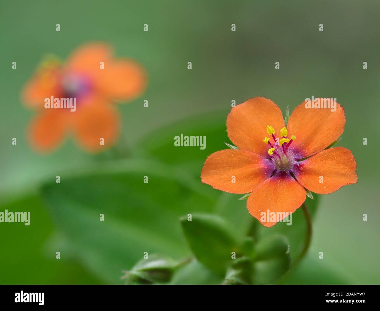 Scarlet pimpernel (Anagallis arvensis), The Larches, Kent Wildlife