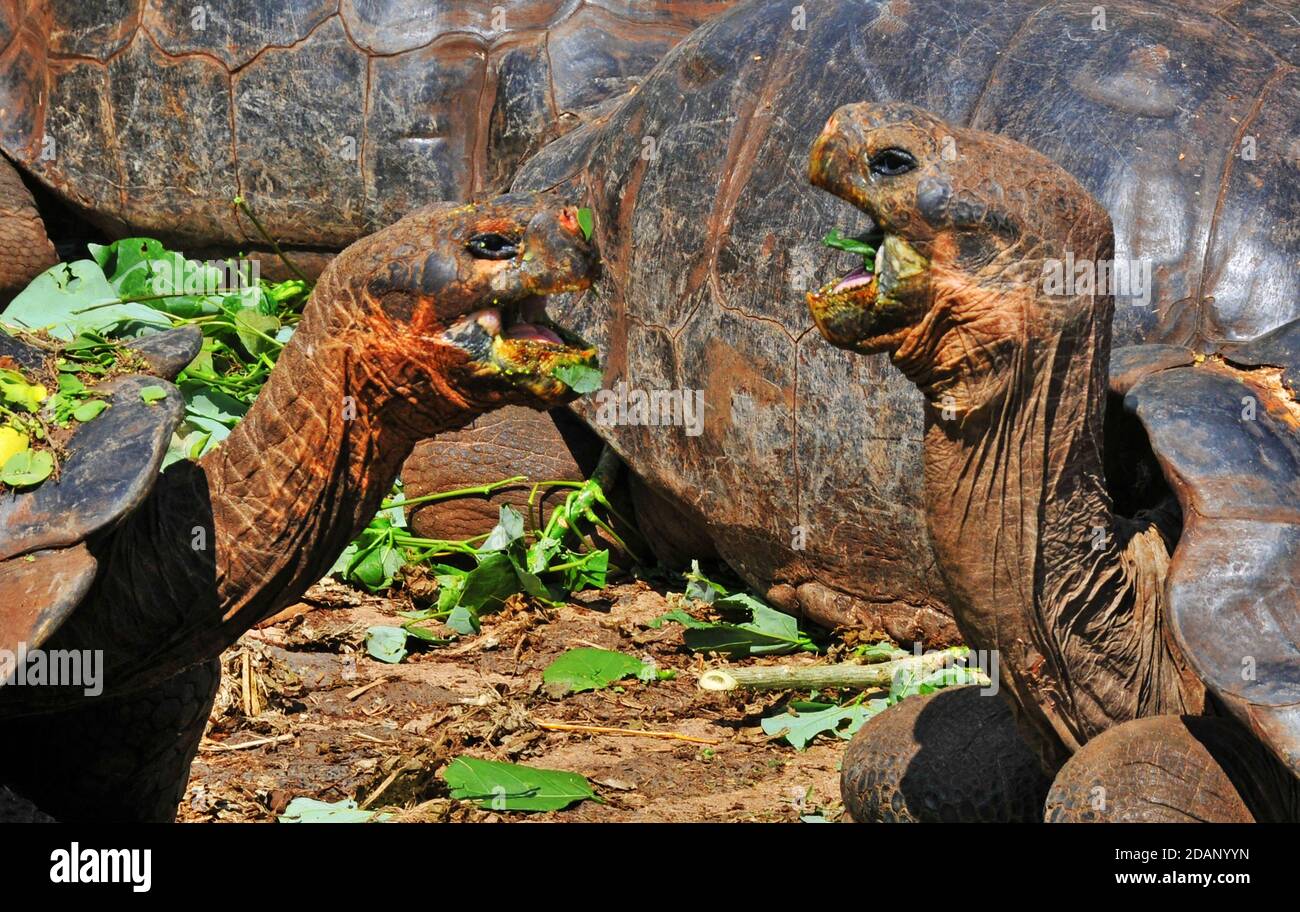 giant tortoise, Charles Darwin research station, Puerto Ayora, Santa Cruz island, Galapagos islands,  Ecuador Stock Photo