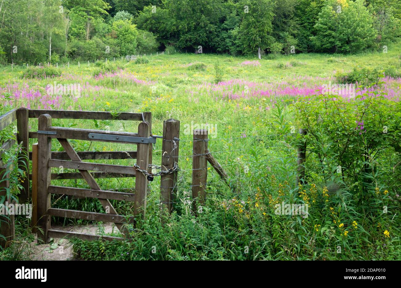 Flower Meadow, The Larches, Kent Wildlife Trust, UK Stock Photo - Alamy