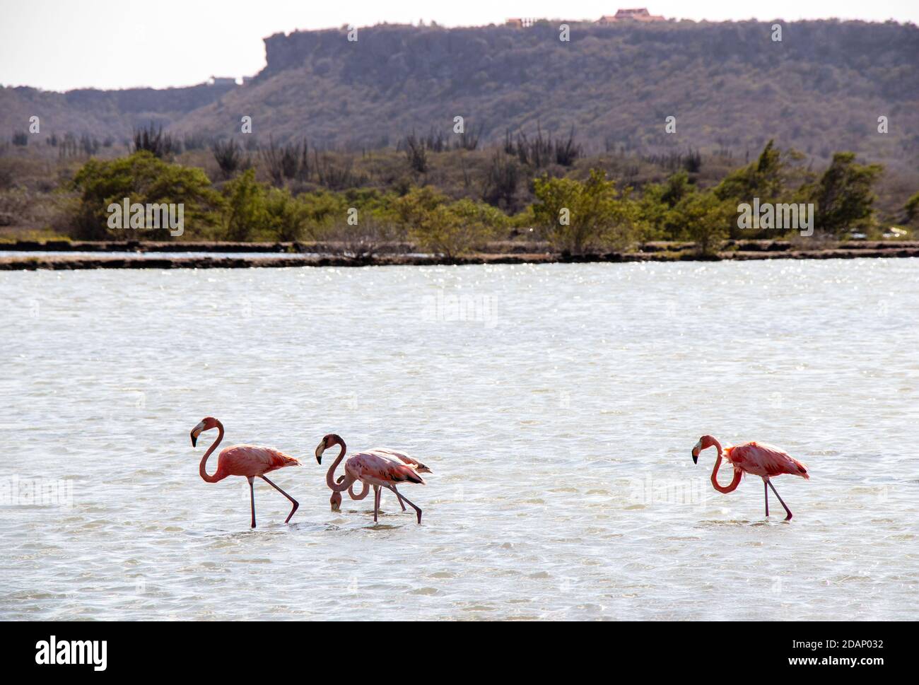 wild pink flamingos on Curacao wildlife Stock Photo