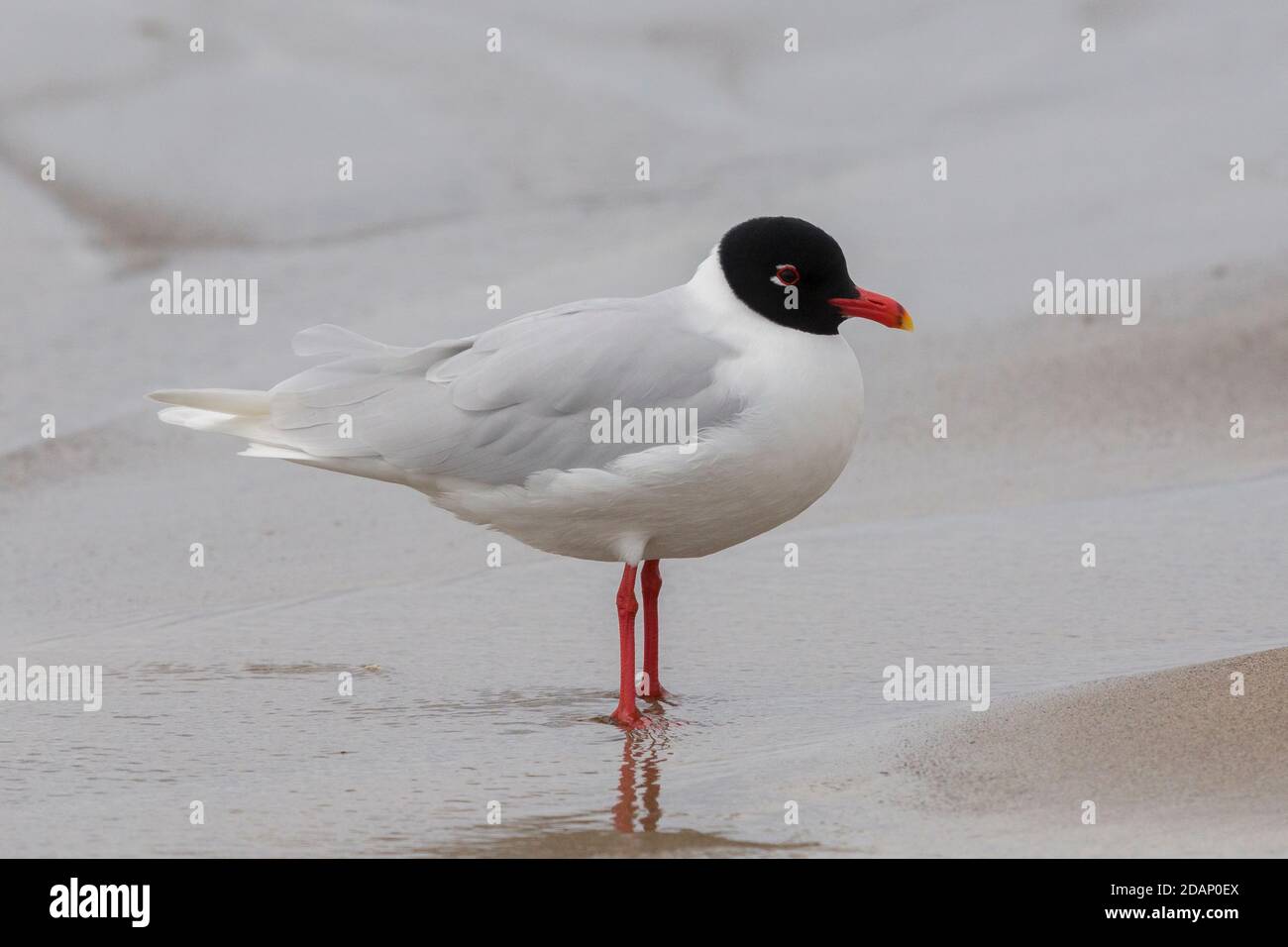 Mediterranean Gull (Ichthyaetus melanocephalus), side view of an adult in breeding plumage standing on the shore, Campania, Italy Stock Photo