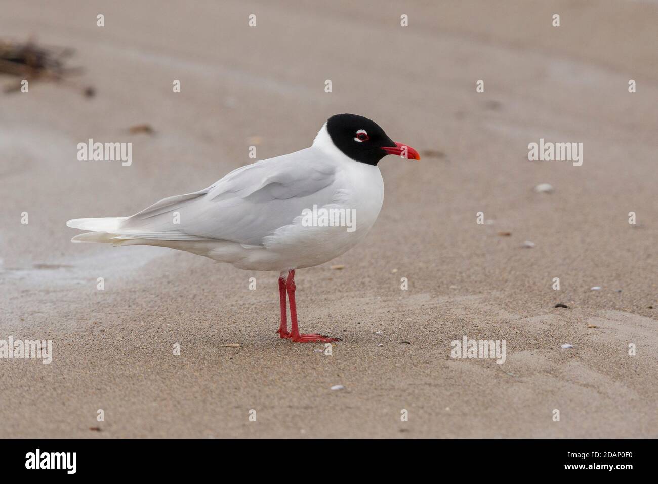 Mediterranean Gull (Ichthyaetus melanocephalus), side view of an adult in breeding plumage standing on the shore, Campania, Italy Stock Photo
