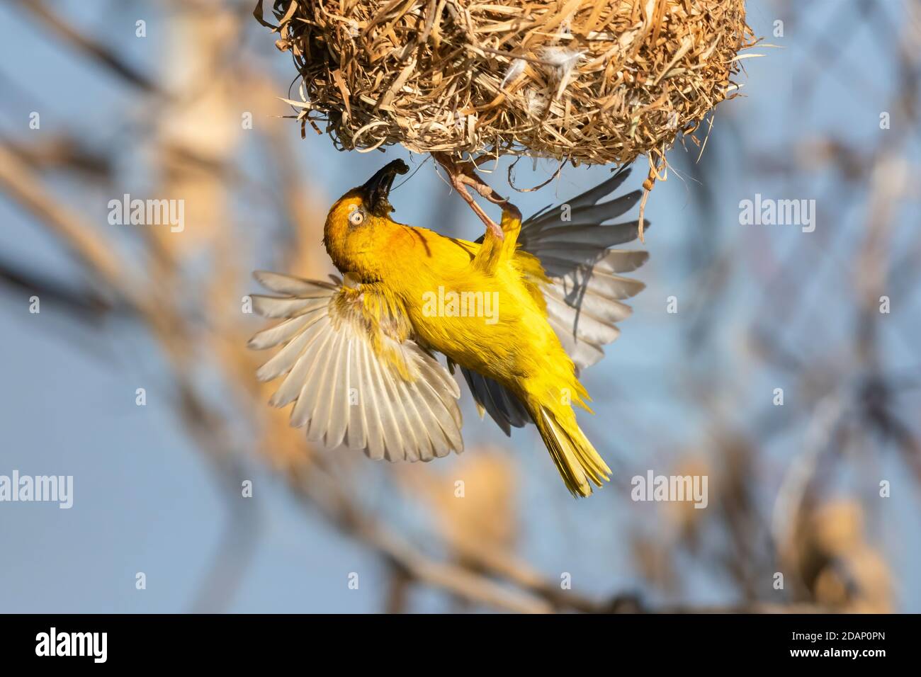 Cape Weavers (Ploceus capensis), adult male at the entrance of the nest, Western Cape, South Africa Stock Photo