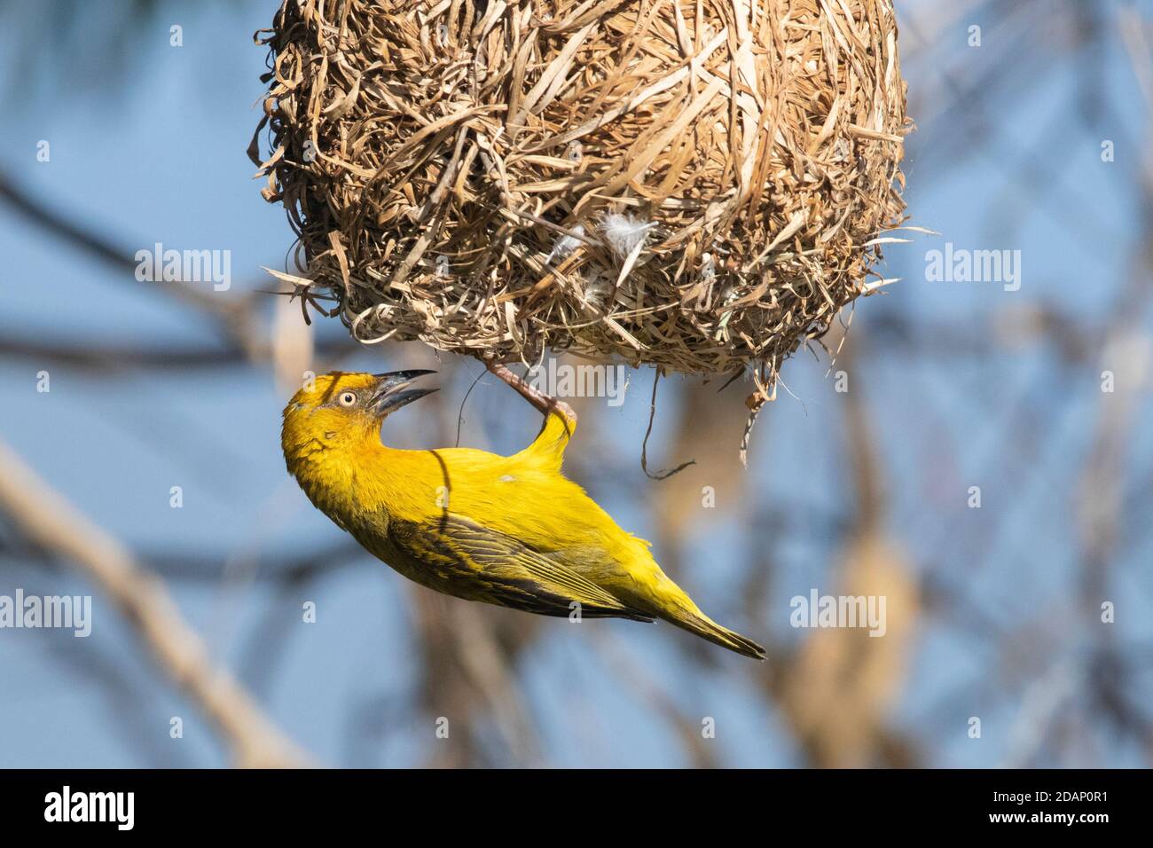 Cape Weavers (Ploceus capensis), adult male at the entrance of the nest, Western Cape, South Africa Stock Photo