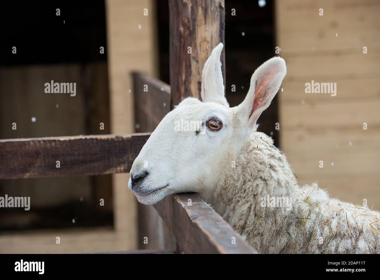 Border leicester breed hi-res stock photography and images - Alamy