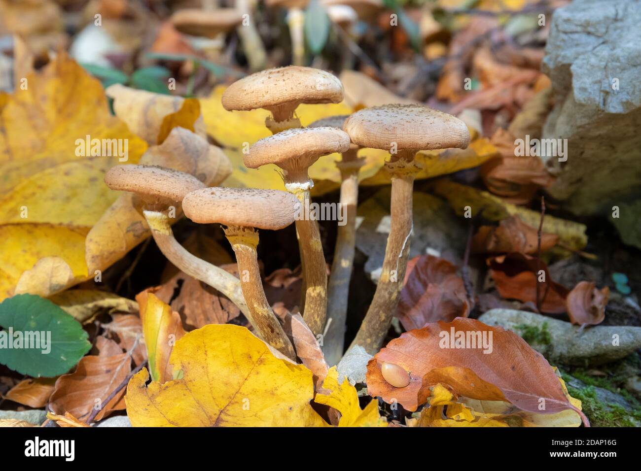 Honey Fungus (Armillaria mellea), mushrooms among autumn leaves, Campania, Italy Stock Photo