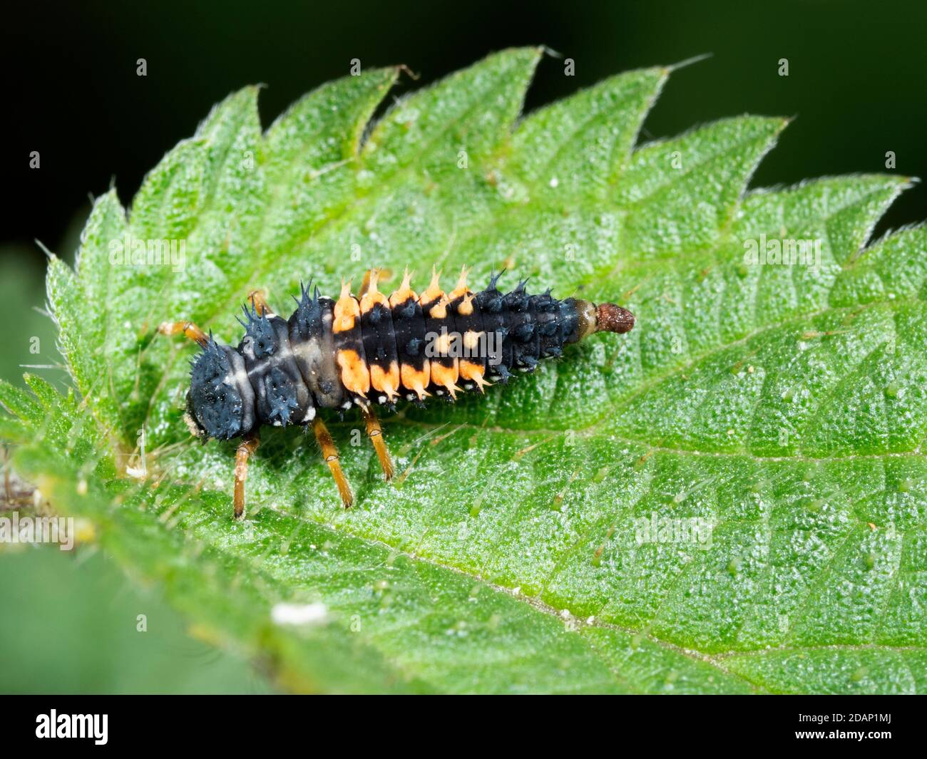 Harlequin Ladybird Larva Harmonia Axyridis Lullingstone Country Park harlequin-ladybird-larva-harmonia-axyridis-lullingstone-country-park