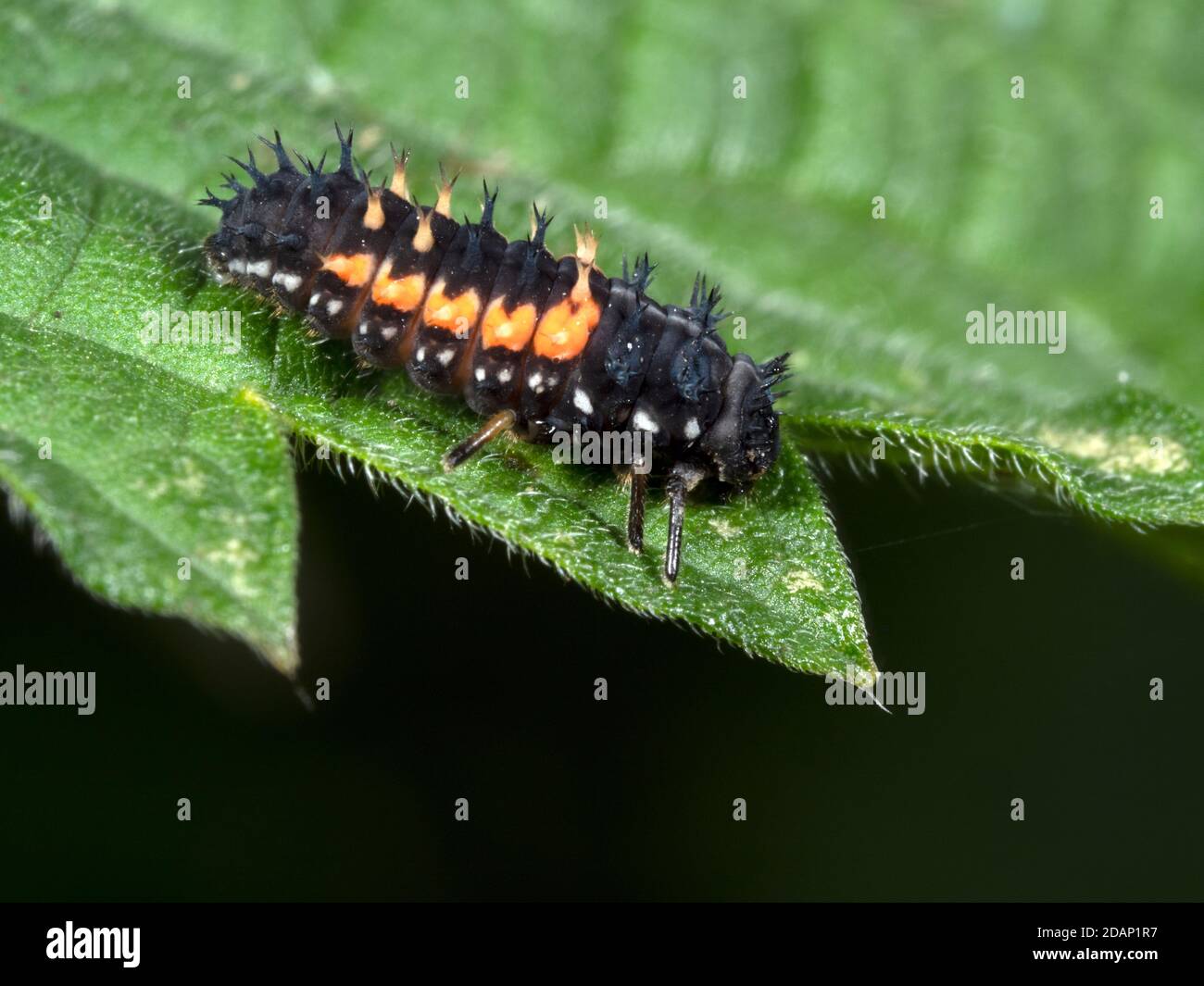 Harlequin Ladybird Larva Harmonia Axyridis Starting To Pupate harlequin-ladybird-larva-harmonia-axyridis-starting-to-pupate
