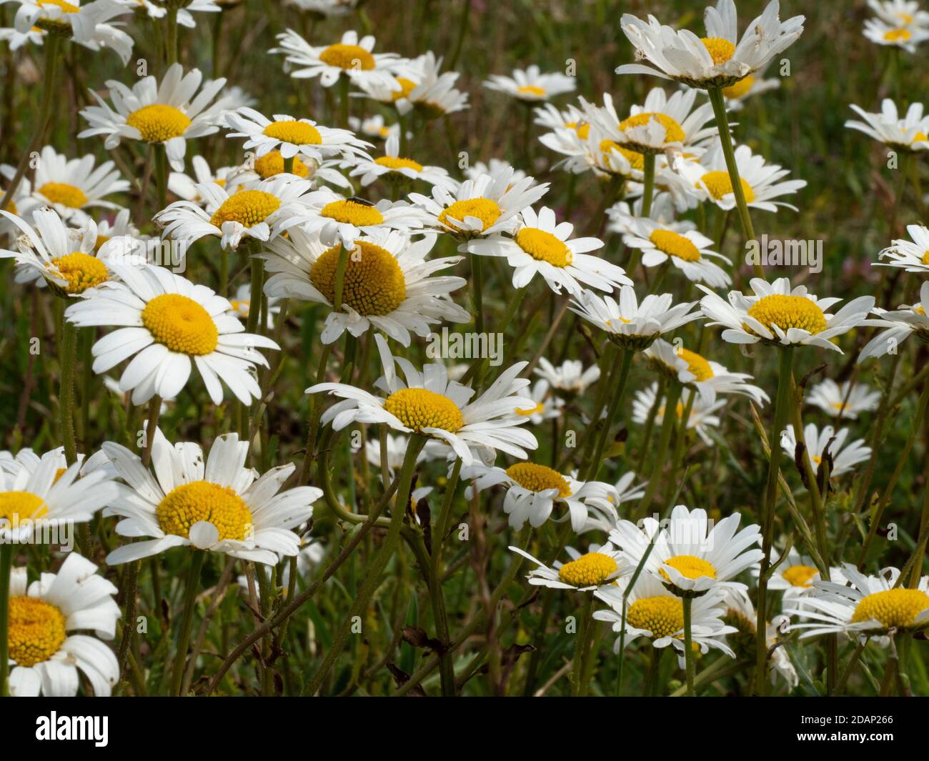 Oxeye daisy meadow hi-res stock photography and images - Alamy