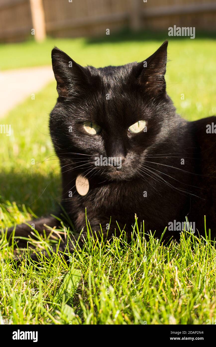 Black cat lying on grass hi-res stock photography and images - Alamy