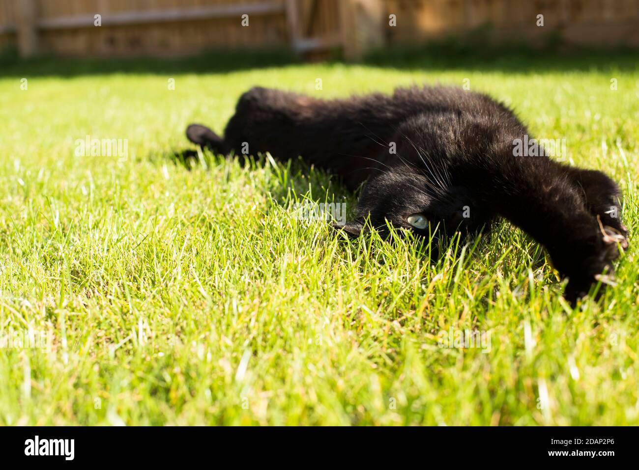Black cat lying on grass hi-res stock photography and images - Alamy