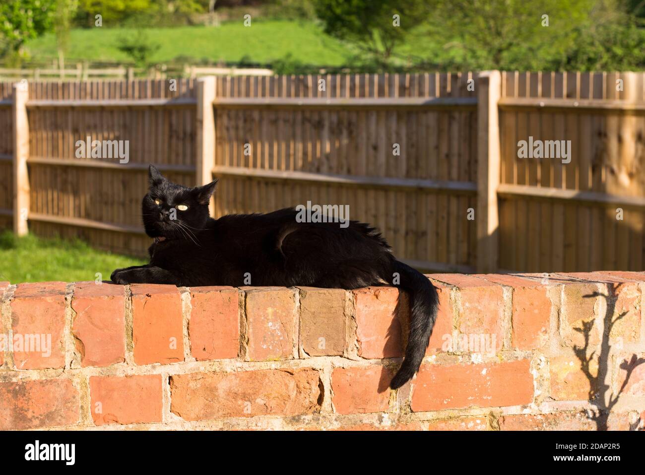 Domestic female black cat lying down in the sun on a brick wall in a ...