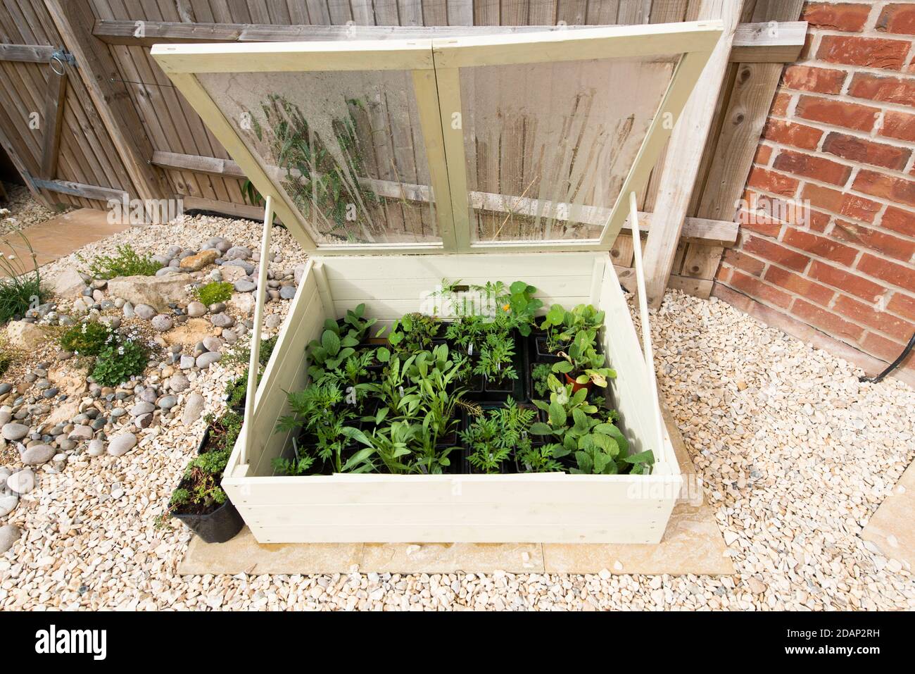 Cold frame full of young annual plants hardening off in a domestic garden, England, UK Stock Photo