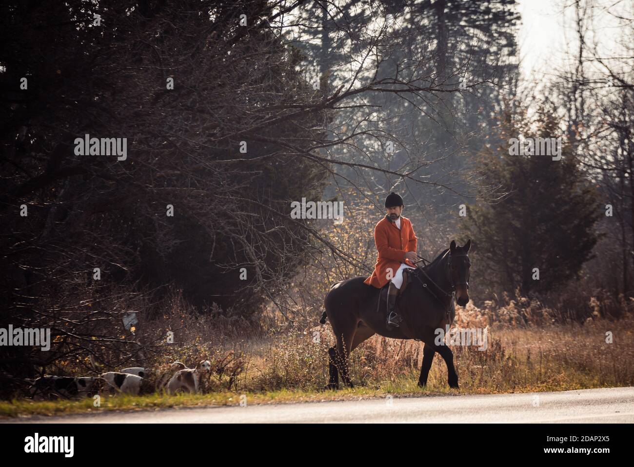 The Hamilton hunt rides out with nine couples (pack of 18) hounds to