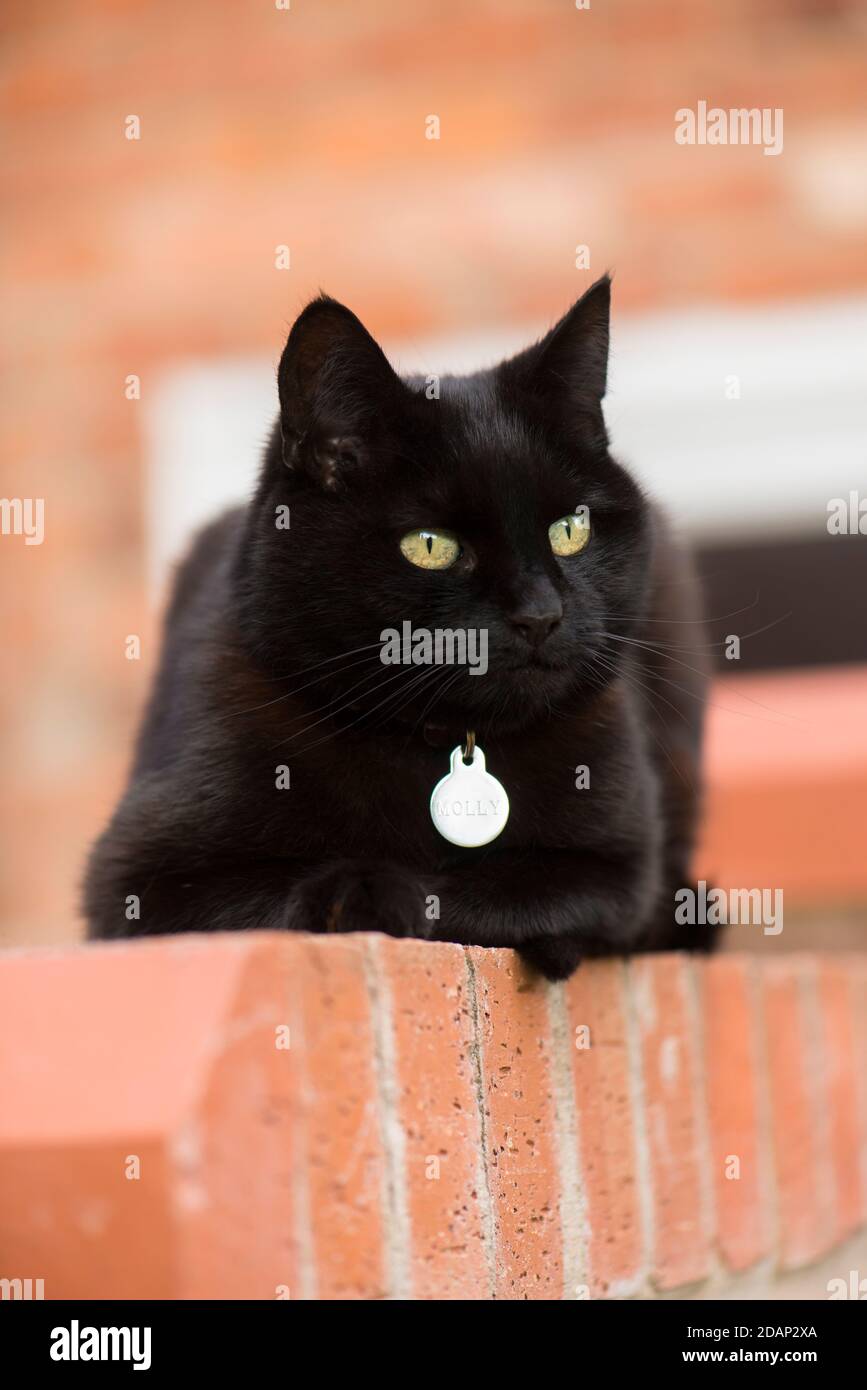 Domestic female black cat lying down on a brick wall, England, UK Stock ...