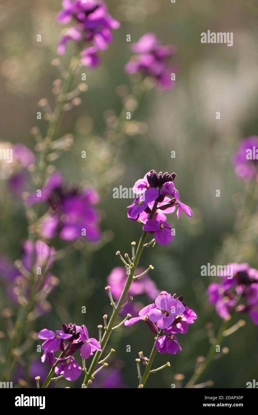 Erysimum linifolium 'Super Bowl Mauve', in flower Stock Photo