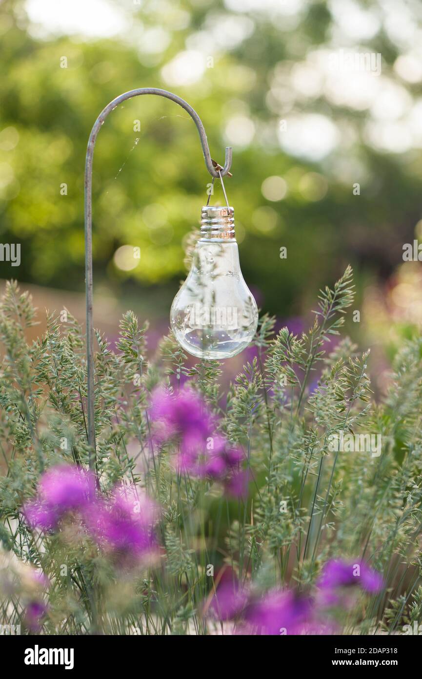 Flowering Festuca glauca, Blue Fescue Grass with a solar light in the background Stock Photo
