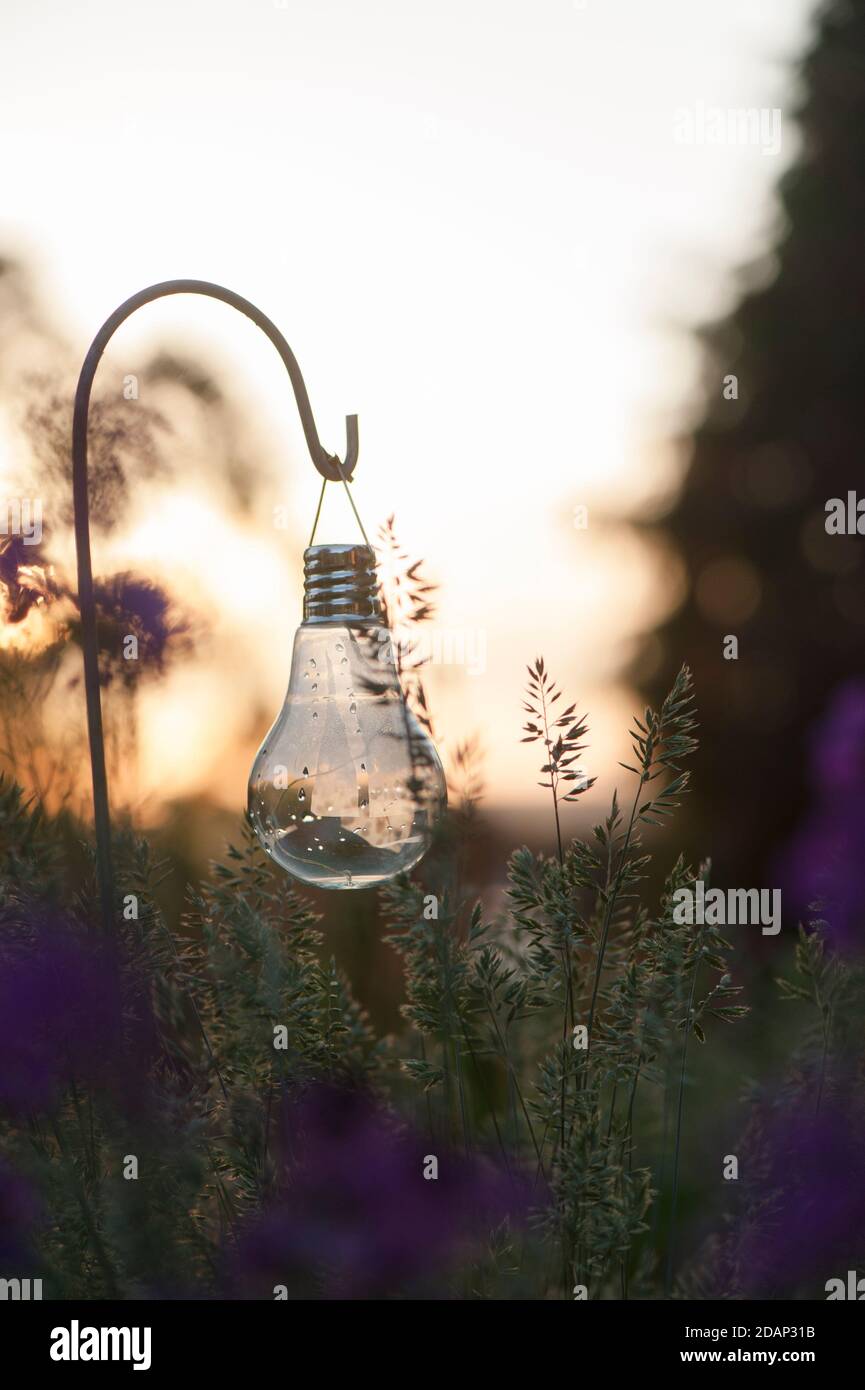 Hanging garden solar light bulb in a garden border with Festuca glauca, Blue Fescue Grass  at dusk Stock Photo