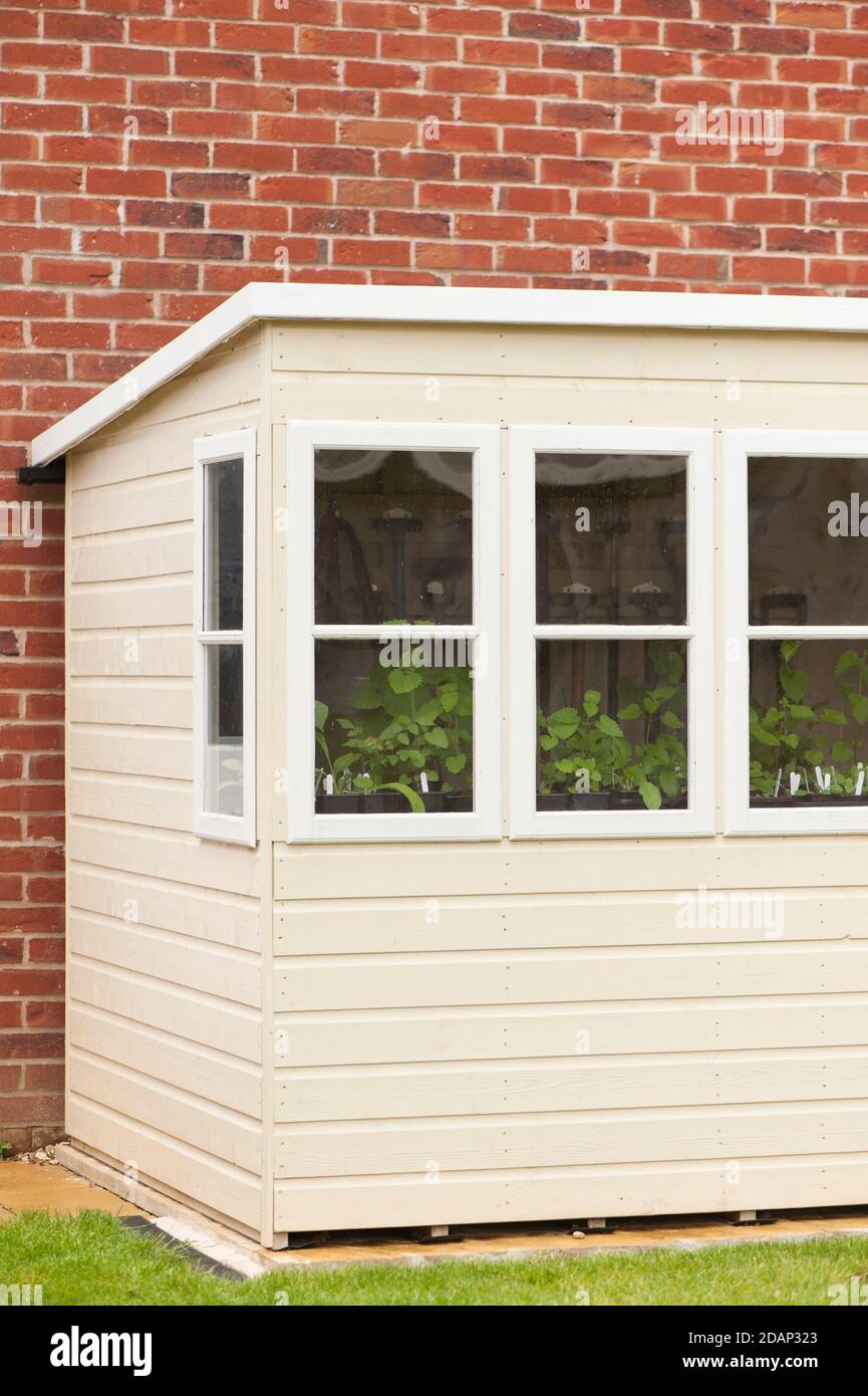 Painted potting shed in a domestic garden with young plants visibile ...