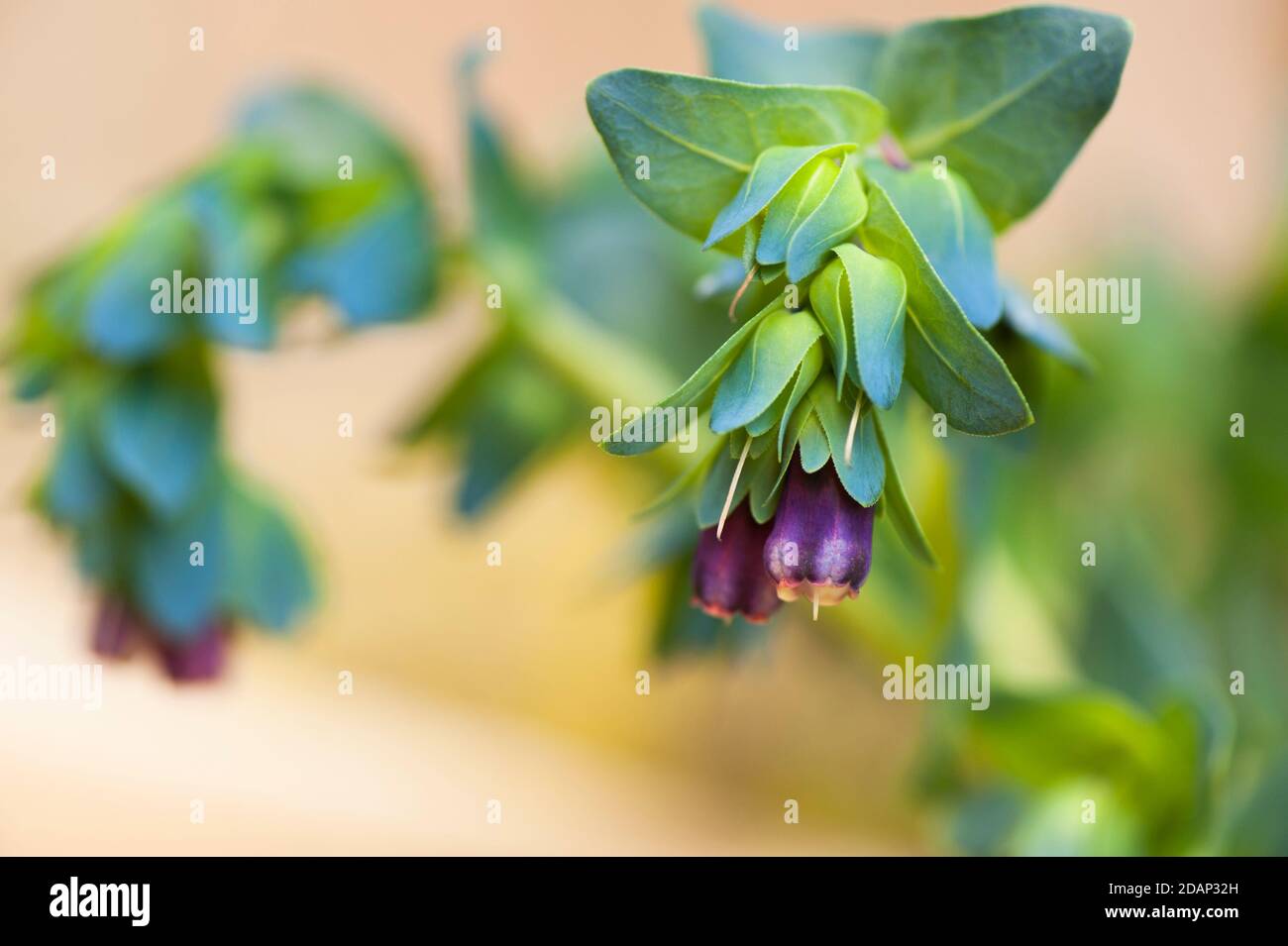 Cerinthe major var. purpurescens, Honeywort, in flower. Stock Photo