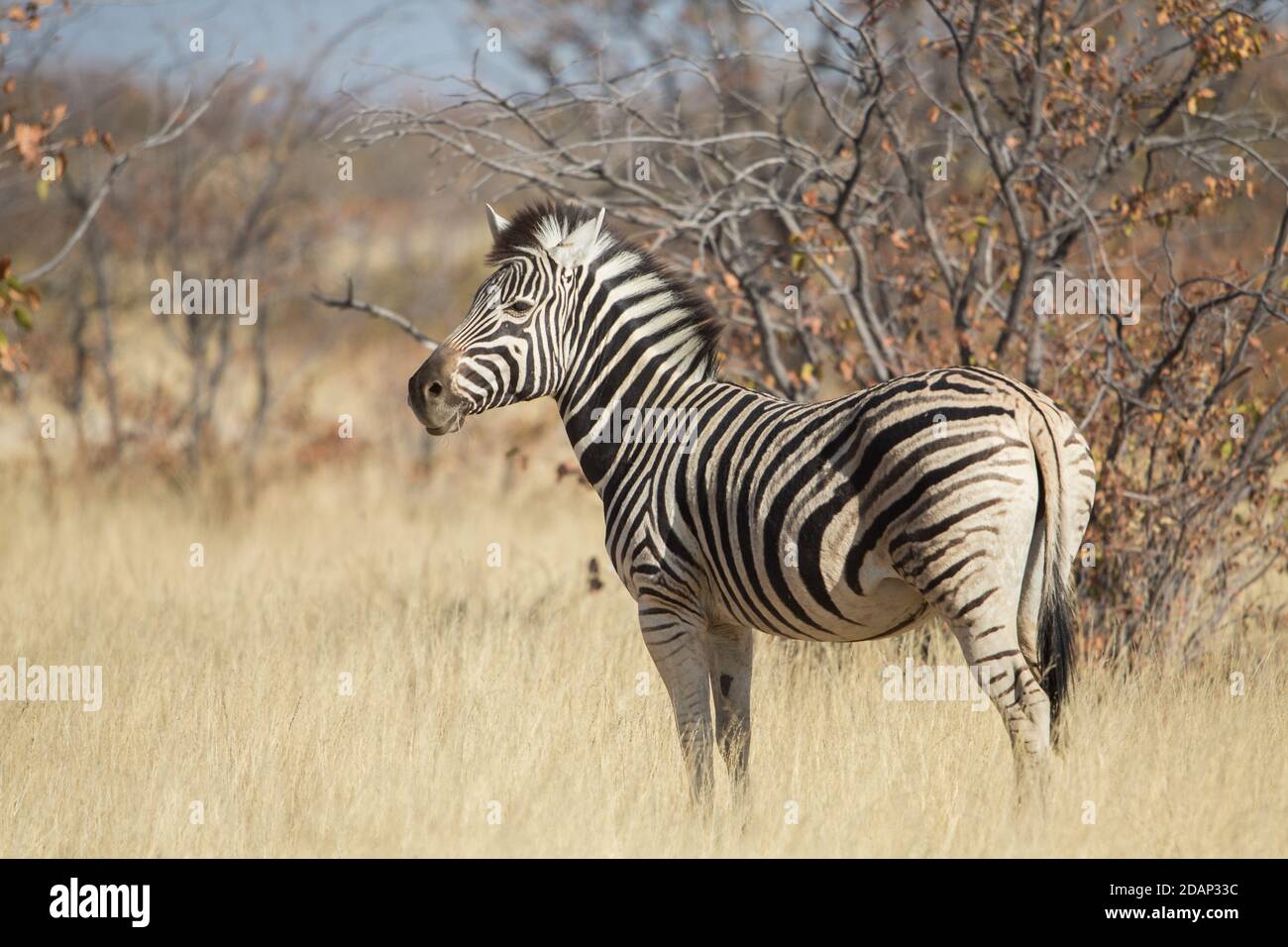 Plain zebra close up, Equus quagga, Kruger national Park Stock Photo