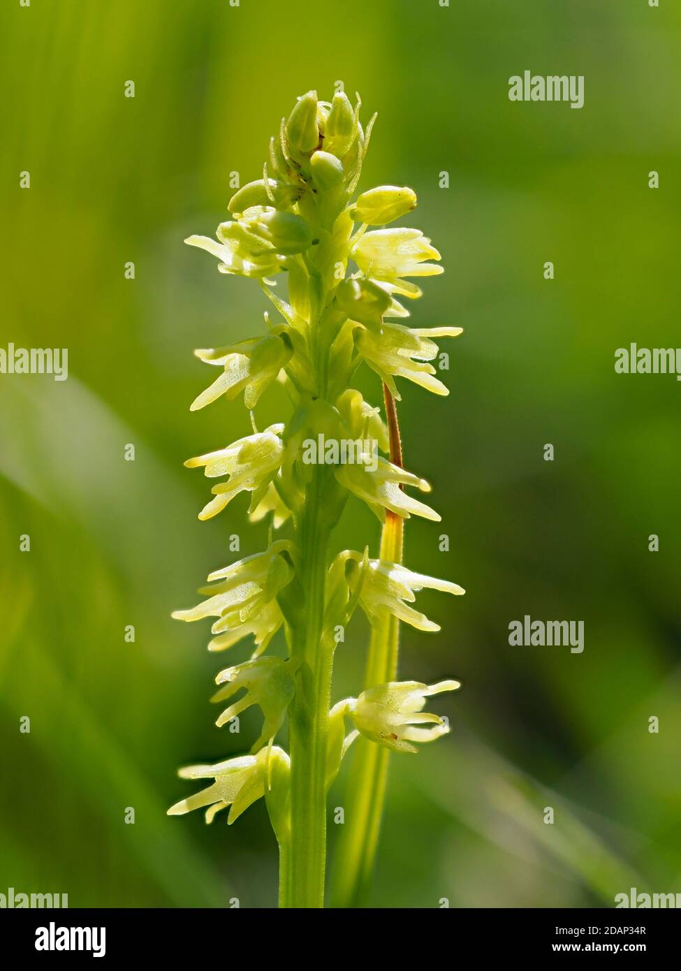 Musk orchid (Herminium monorchis) growing on chalk downland, Parkgate Down, Kent UK, stacked focus image Stock Photo