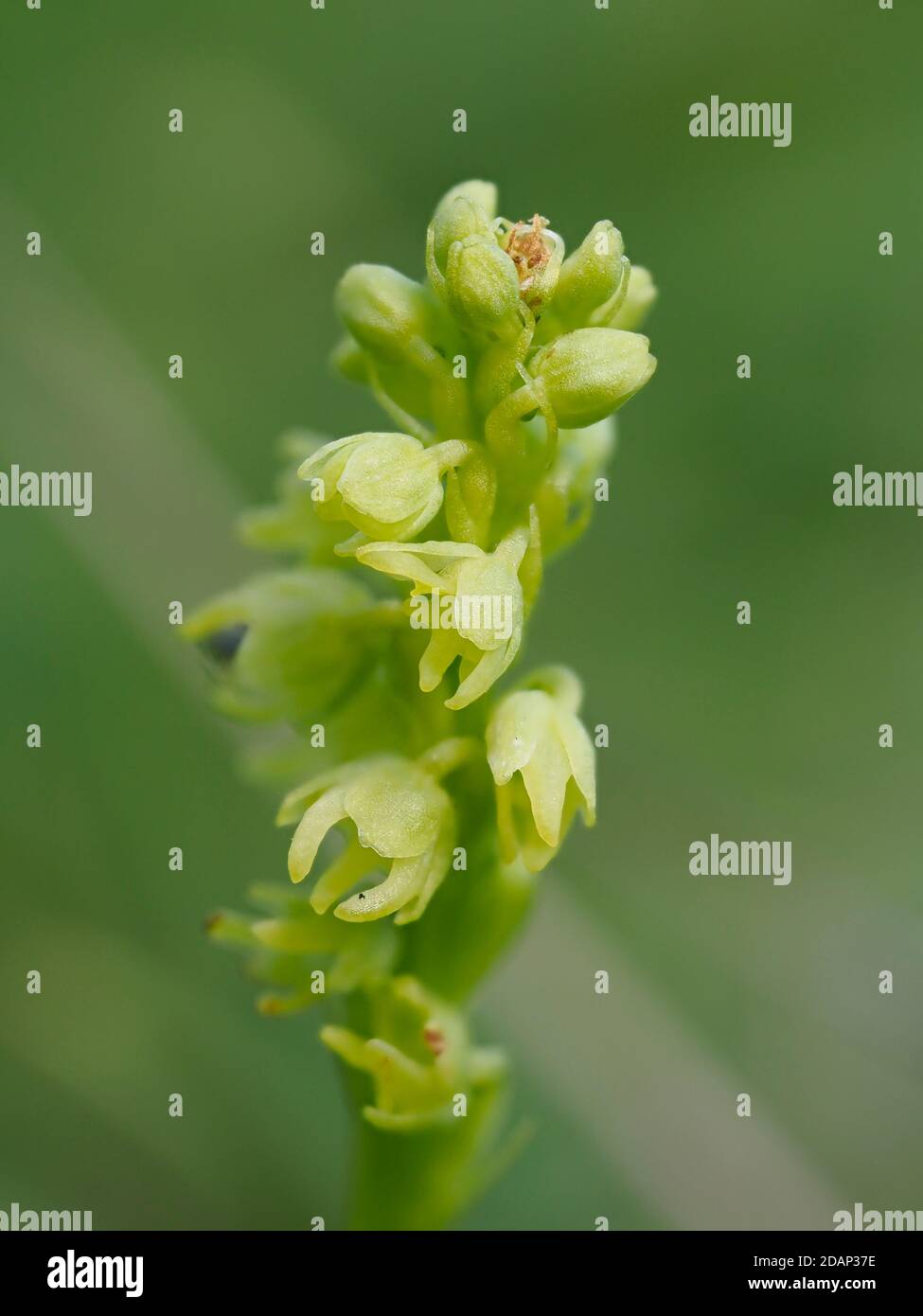 Musk orchid (Herminium monorchis) growing on chalk downland, Parkgate Down, Kent UK, stacked focus image Stock Photo