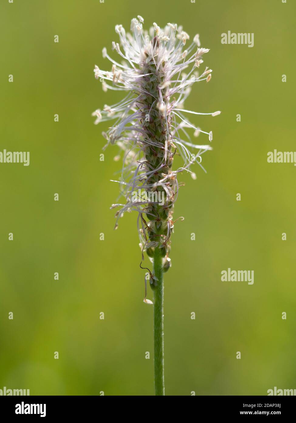 Hoary Plantain flower spike (Plantago media), growing on chalk downland, Parkgate Down, Kent UK Stock Photo