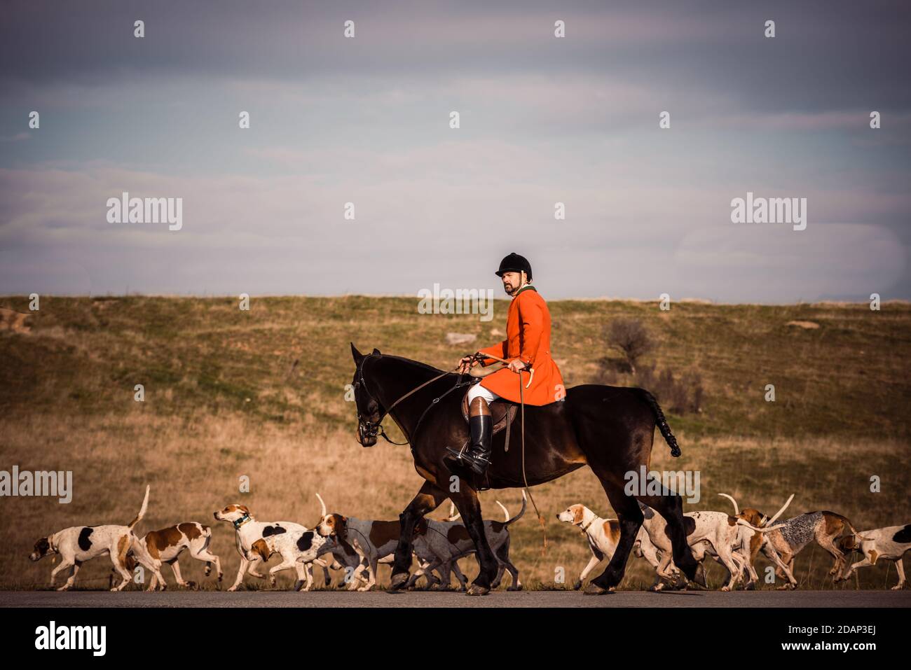 The Hamilton hunt rides out with nine couples (pack of 18) hounds to