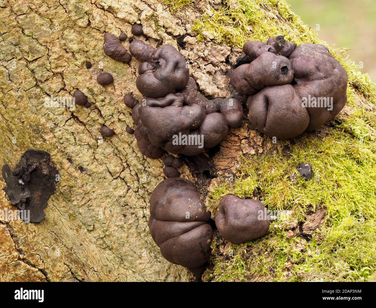 King Alfreds Cake Fungi (Daldinia concentrica), Queensdown Warren Kent