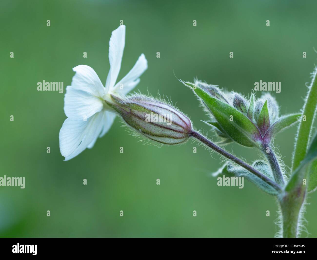 White campion (Silene latifolia) Queensdown Warren Kent Wildlife Trust