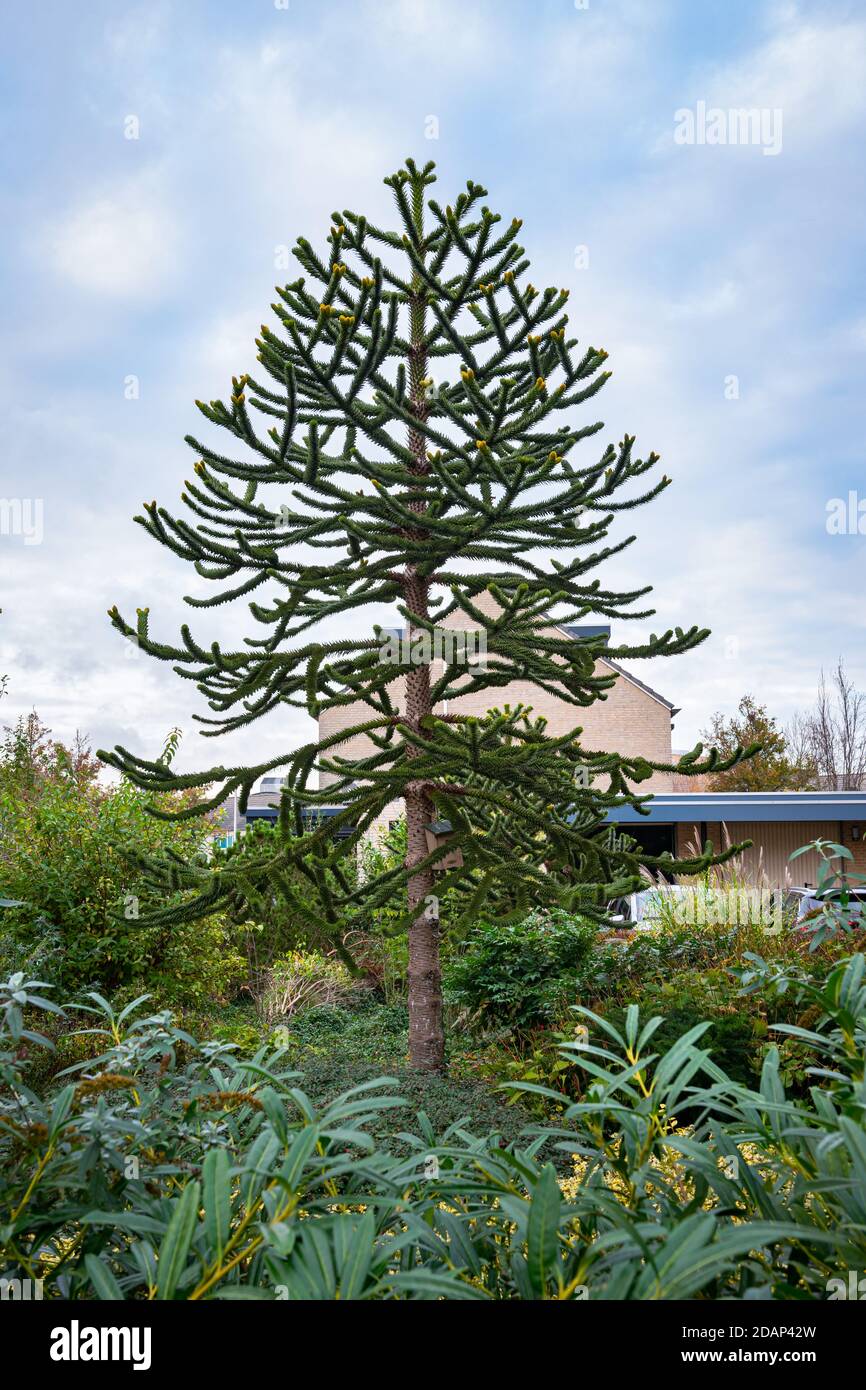 my grandparents monkey puzzle tree, 80+ ft. they are selling the place, im  going to miss it : r/matureplants