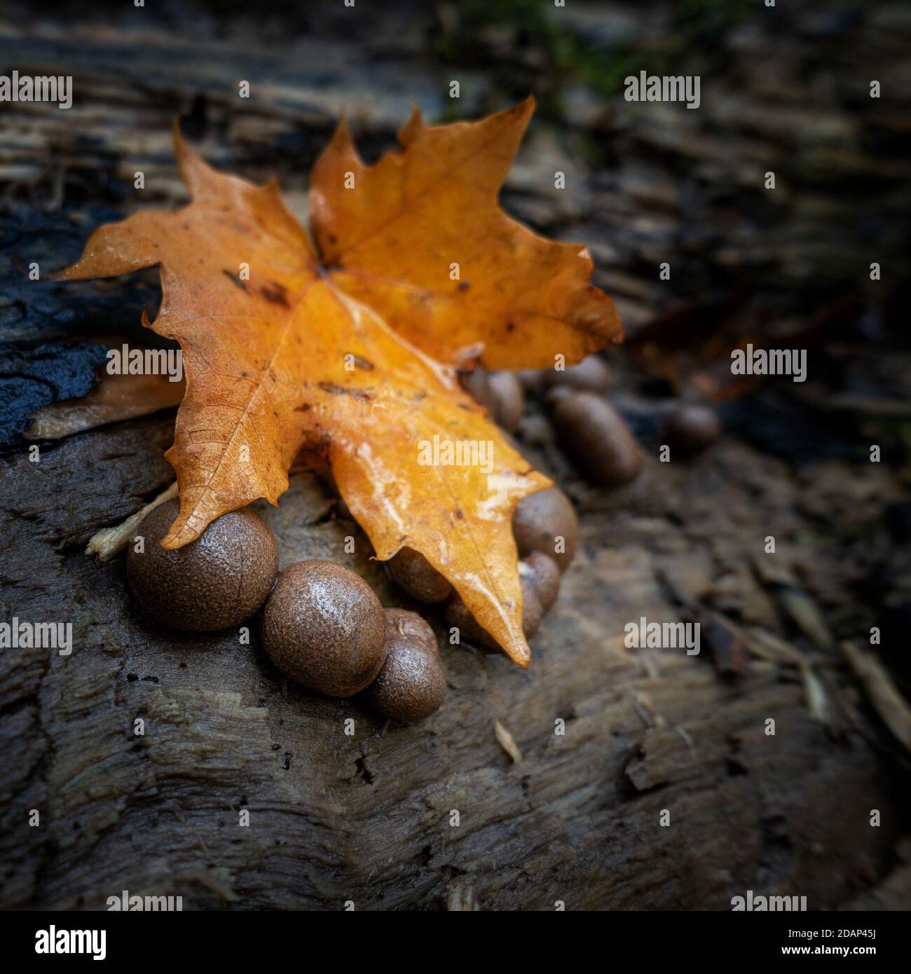brown, (turn black) globular inedible fungus Daldinia concentrica known as King Alfred's cake