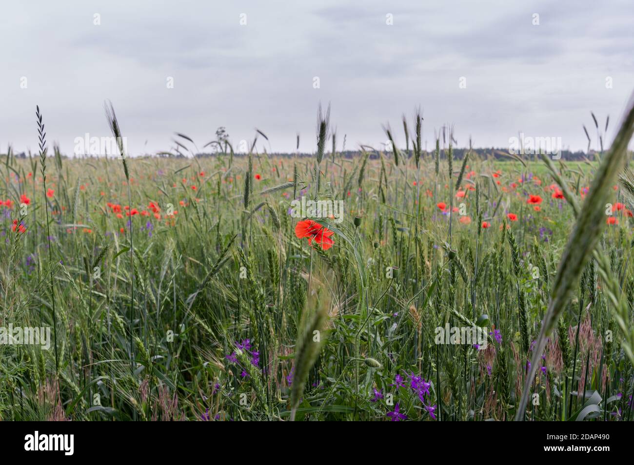 Wheat field with poppy and flowers. Green wheat field Stock Photo - Alamy