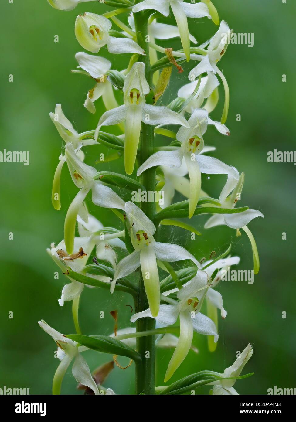 Greater Butterfly-orchid (Platanthera chlorantha), locally rare plant, Stockbury Hill Wood, Kent Wildlife Trust, UK Stock Photo