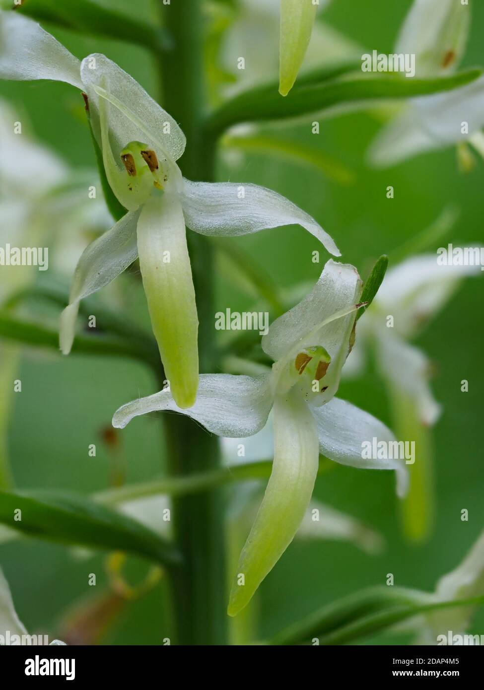 Greater Butterfly-orchid (Platanthera chlorantha), locally rare plant, Stockbury Hill Wood, Kent Wildlife Trust, UK Stock Photo