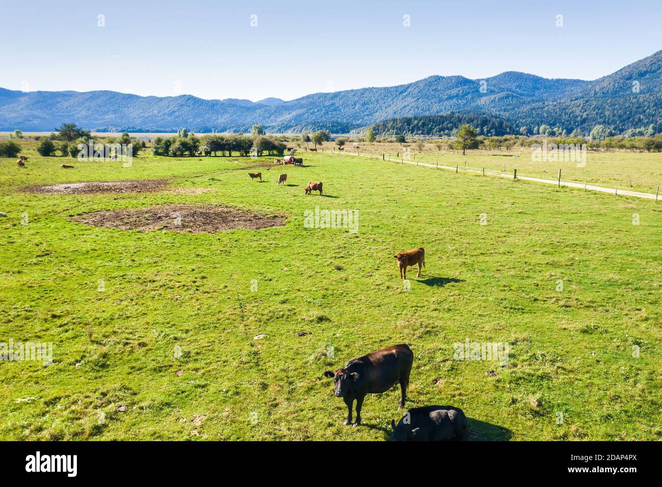 Aerial view of Cows at cattle farm on the grassy pasture on a sunny day ...