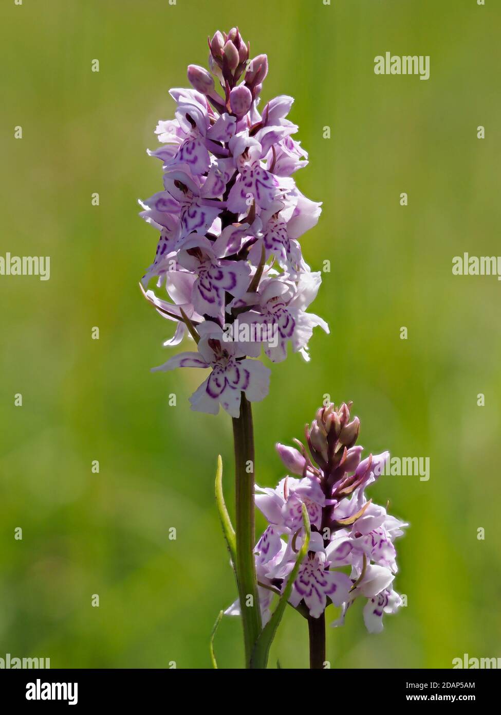 Dactylorhiza fuchsii (all from Mt. Javor, SW Serbia, 15.06.2013