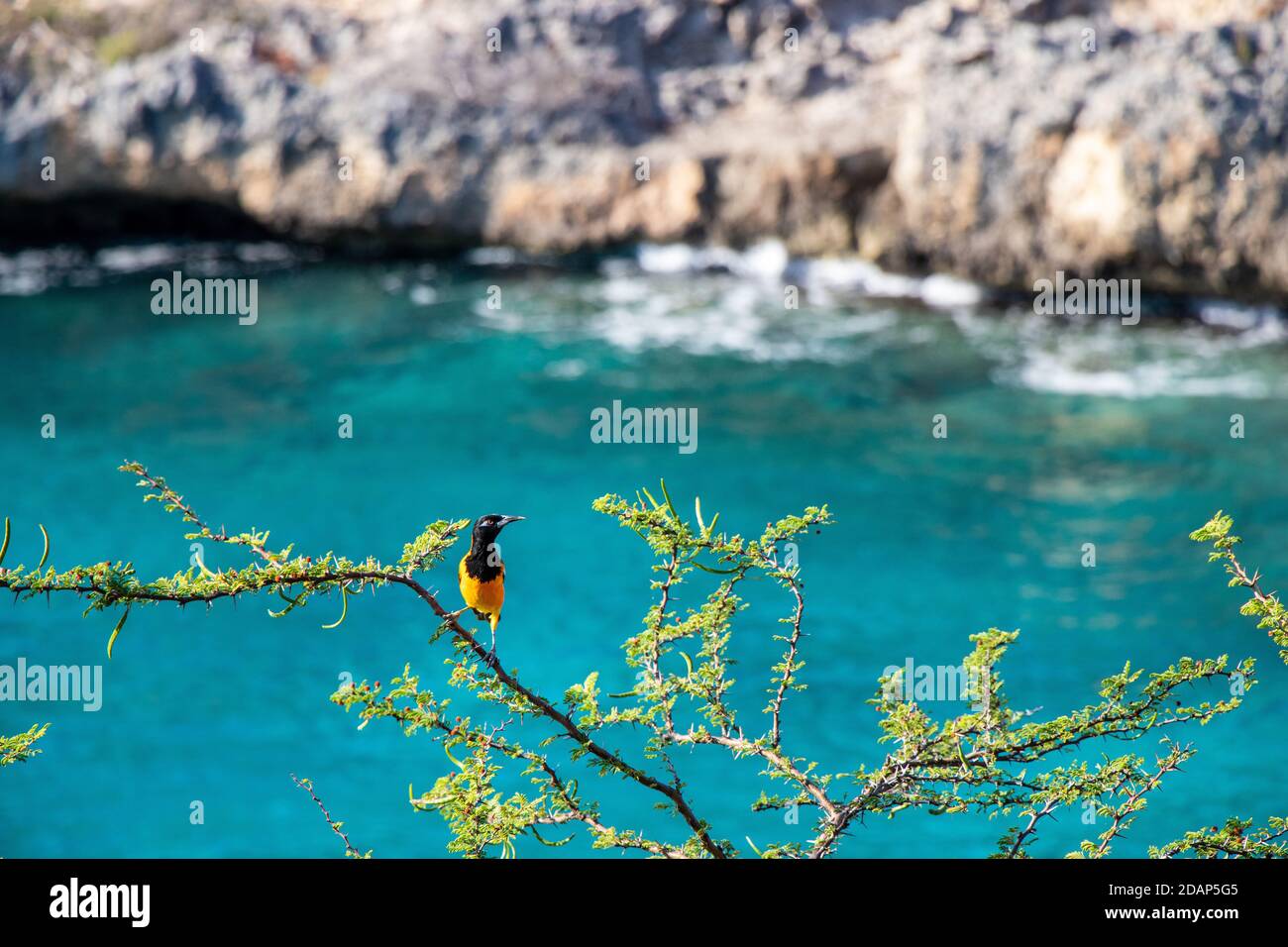 orange black bird on a branch on Curacao tropical Stock Photo