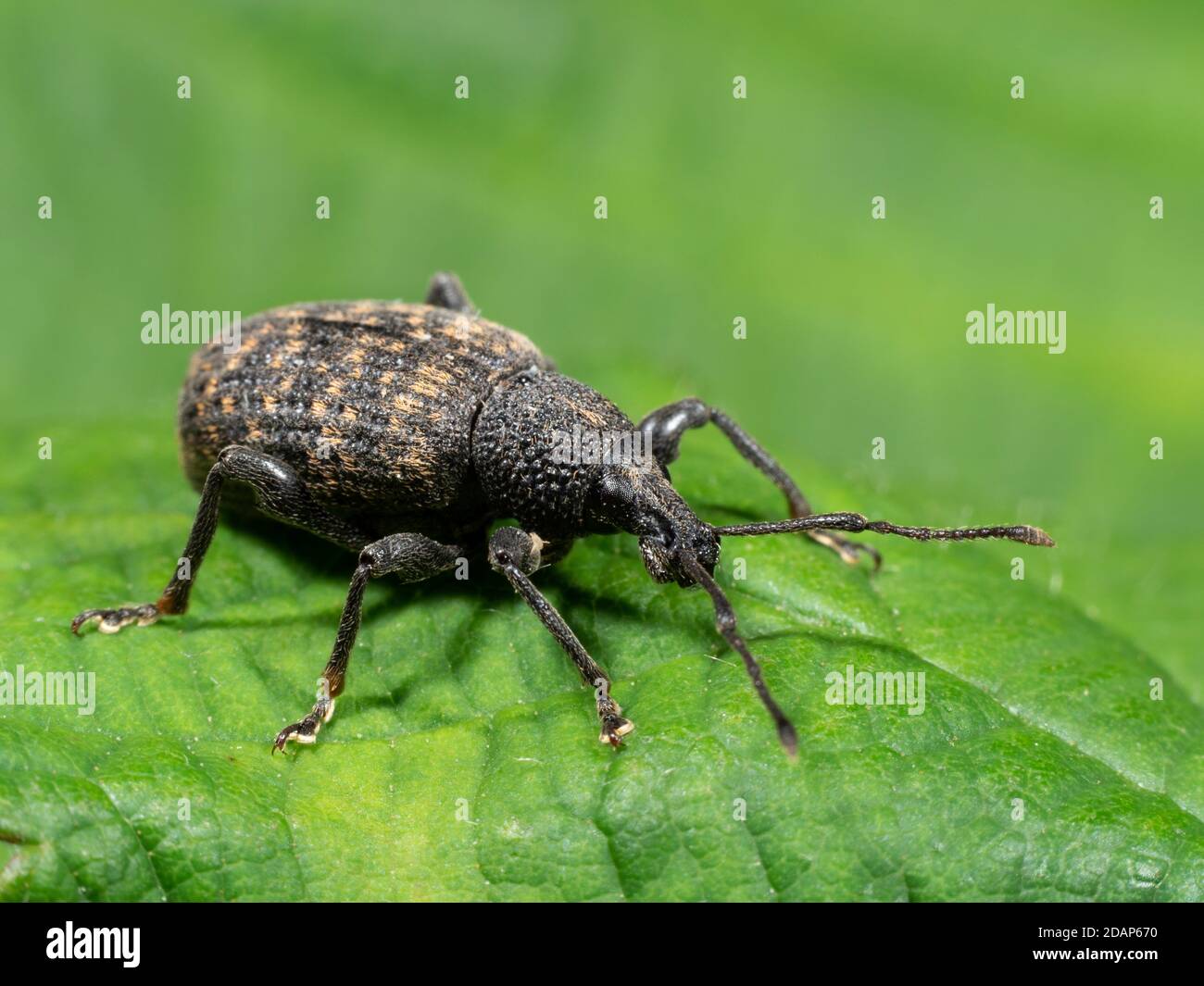 Vine weevil (Otiorhyncus sulcatus) feeding on sap on leaf, Kent UK ...