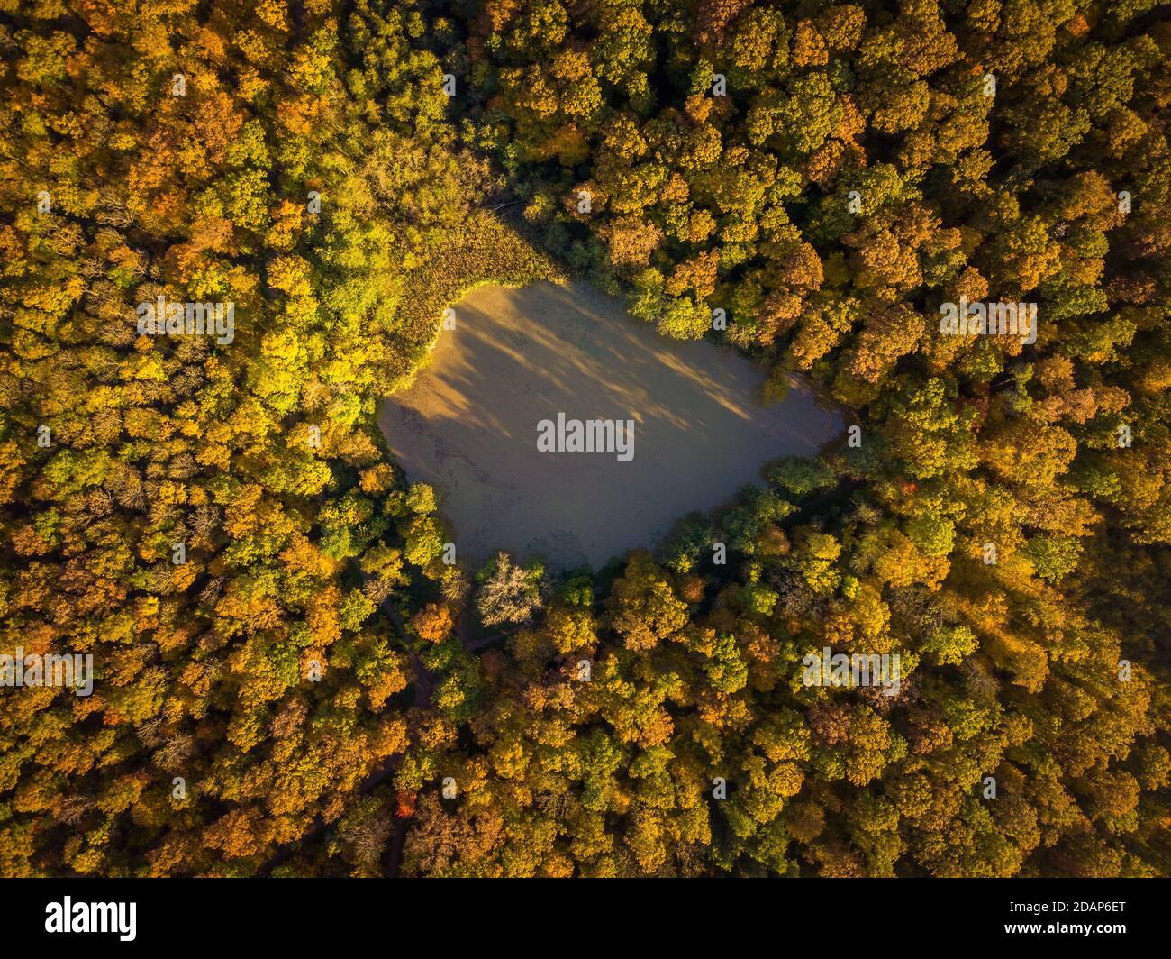 Aerial green forest trees hi-res stock photography and images - Alamy