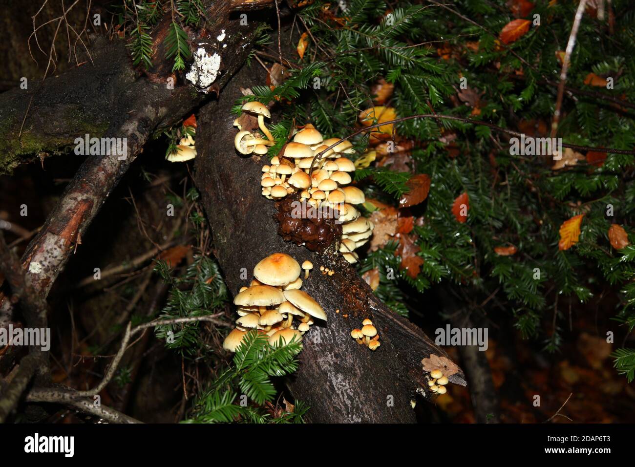 Autumn Velvet Shank Mushrooms at Ranmore Common Walk, Surrey Hills